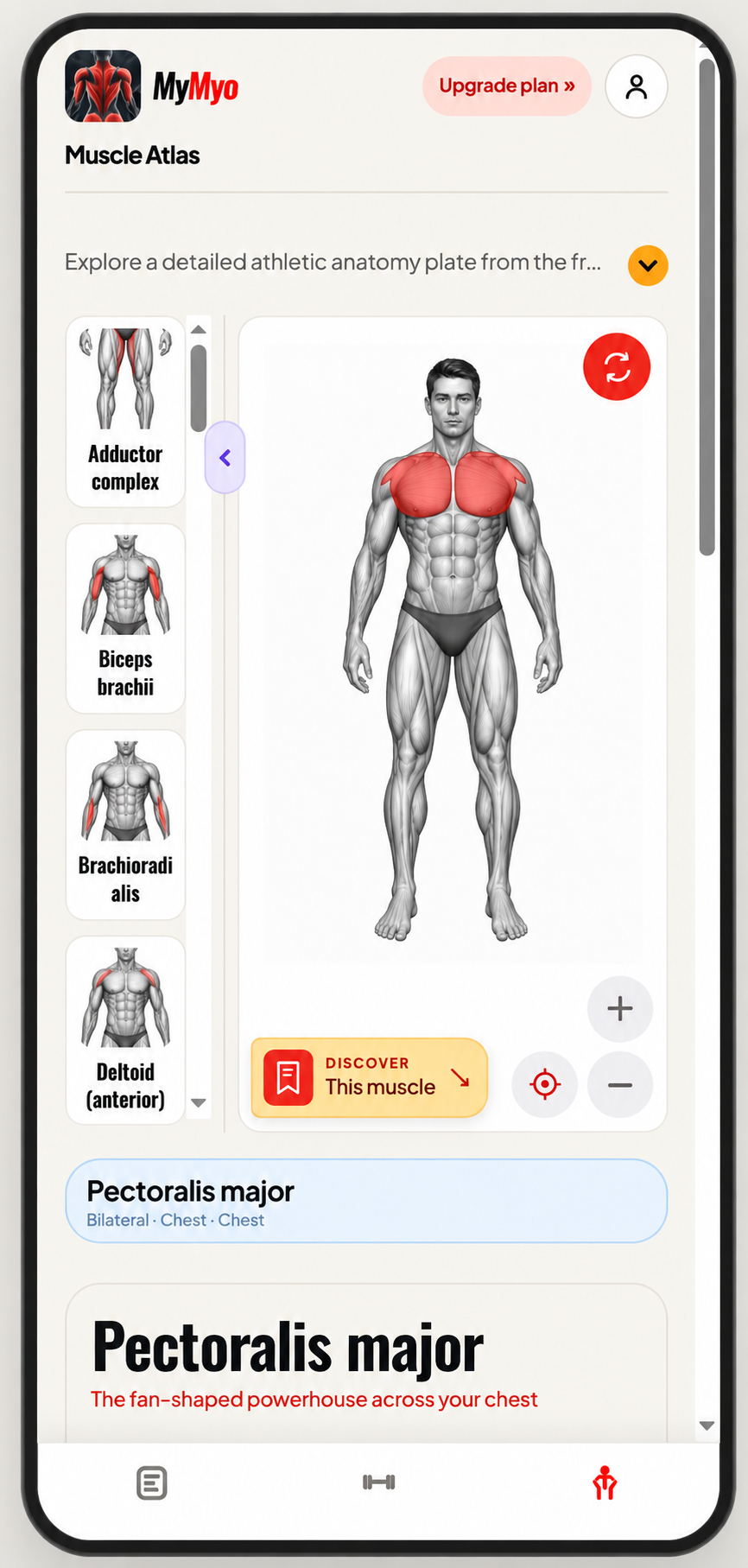 MyMyo muscle atlas showing an interactive anatomy figure with the chest muscles selected